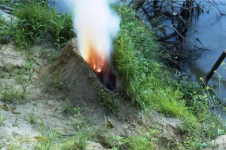 Ana Mendieta