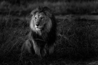 Lupi Grimberg